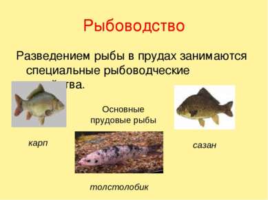 Рыбоводство Разведением рыбы в прудах занимаются специальные рыбоводческие хо...