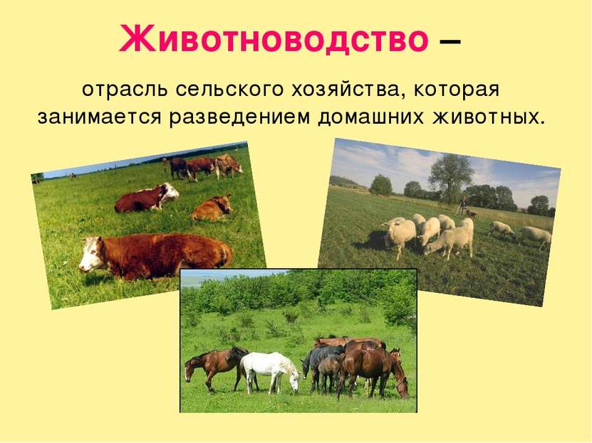Животноводство – отрасль сельского хозяйства, которая занимается разведением ...