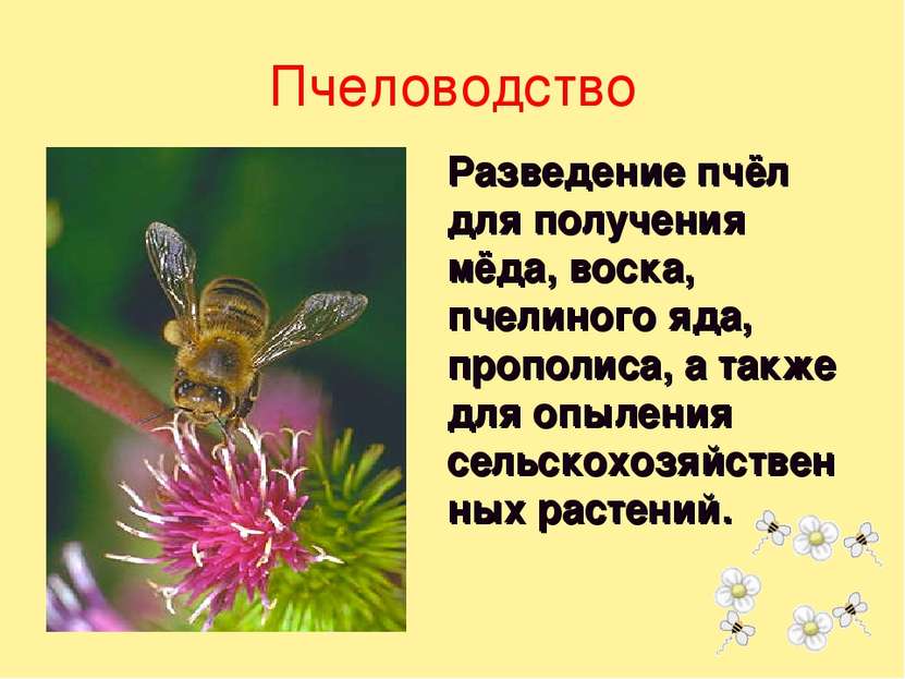 Разведение пчёл для получения мёда, воска, пчелиного яда, прополиса, а также ...