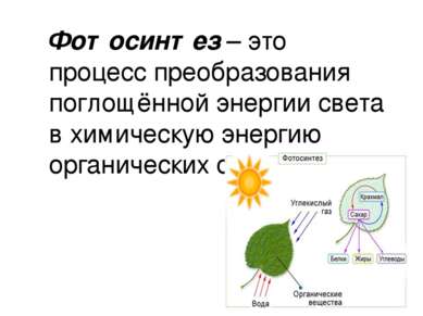 Фотосинтез – это процесс преобразования поглощённой энергии света в химическу...
