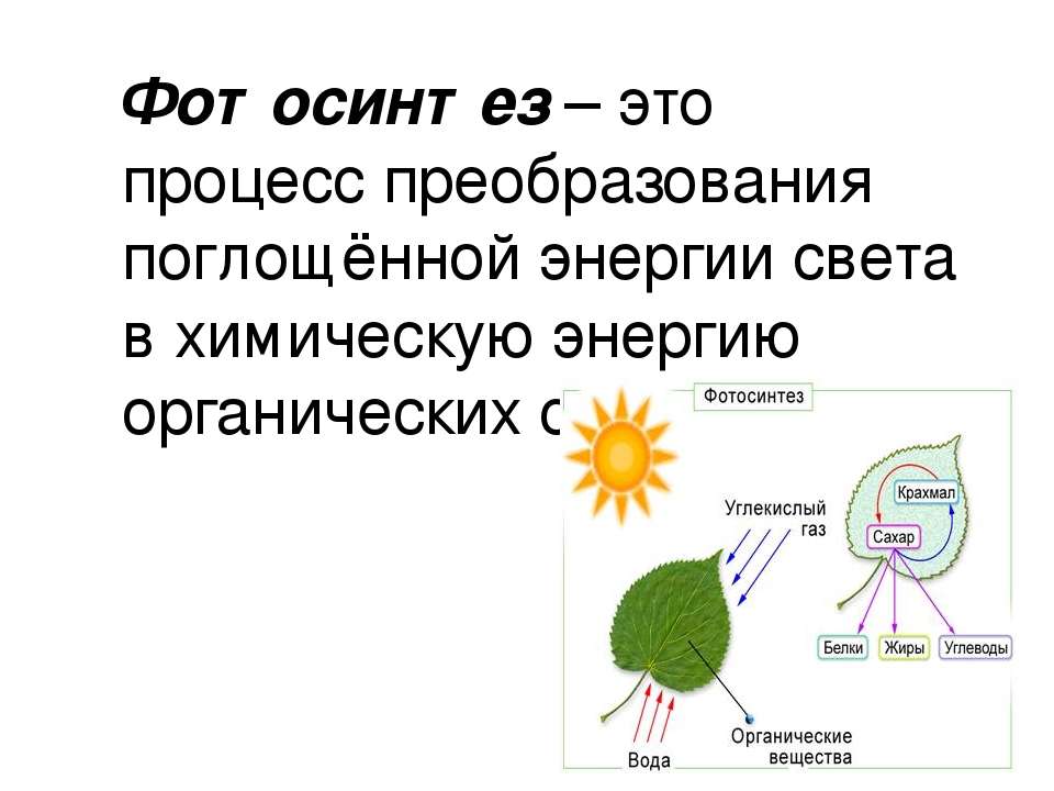 Появление фотосинтеза эра. Фотосинтез 9 класс биология. Процесс фотосинтеза. Фотосинтез схема. Фотосинтез это процесс преобразования.