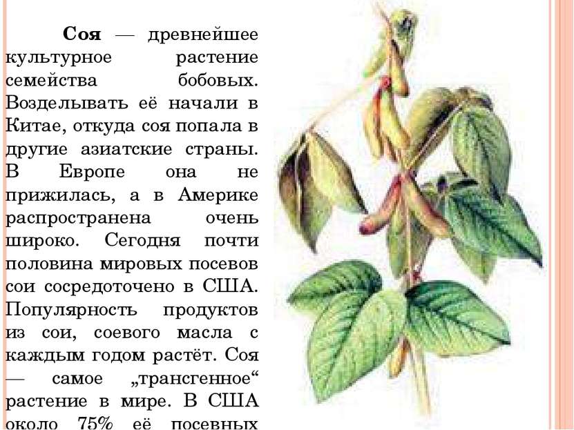 Соя — древнейшее культурное растение семейства бобовых. Возделывать её начали...