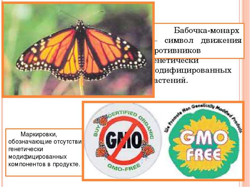 Бабочка-монарх — символ движения противников генетически модифицированных рас...