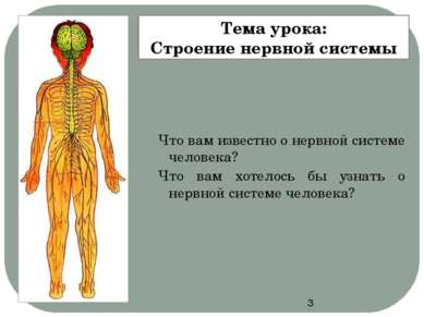 Тема урока: Строение нервной системы Что вам известно о нервной системе челов...