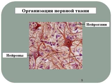 Организация нервной ткани Нейроглии Нейроны Функция нейронов - восприятие и п...