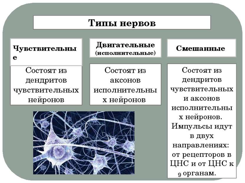 Типы нервов Состоят из дендритов чувствительных нейронов Состоят из аксонов и...