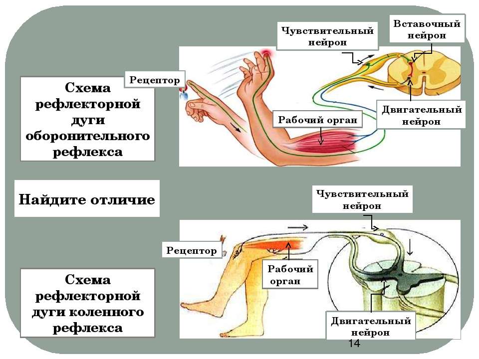 Порядке элементы рефлекторной дуги коленного рефлекса человека. Иннервация коленного рефлекса. Рефлекторная дуга коленного рефлекса. Структура коленного рефлекса. Схема рефлекторной дуги коленного рефлекса.