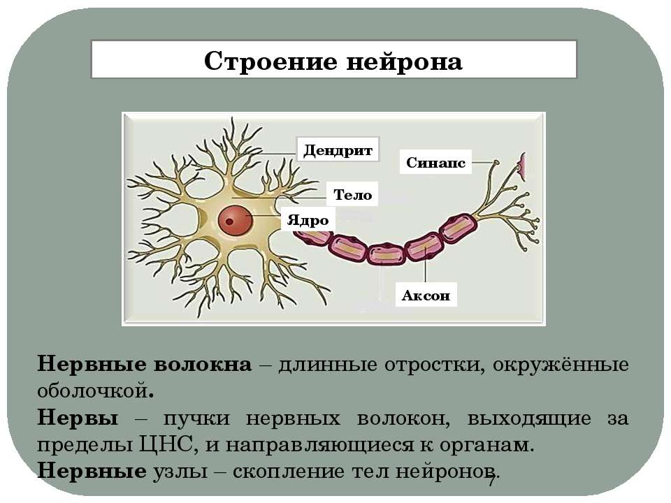 Нервные узлы и нейрон. Строение нейрона Аксон дендрит синапс. Строение нерва дендрит. Строение нерва Аксон и дендрит. Строение нерва Аксон.