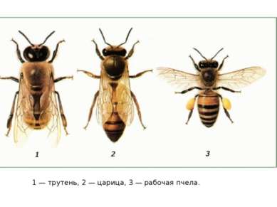 1 — трутень, 2 — царица, 3 — рабочая пчела.