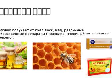 Значение пчел Человек получает от пчел воск, мед, различные лекарственные пре...