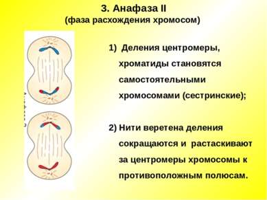 3. Анафаза II (фаза расхождения хромосом) 1) Деления центромеры, хроматиды ст...