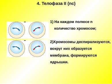 4. Телофаза II (nc) 1) На каждом полюсе n количество хромосом; 2)Хромосомы де...