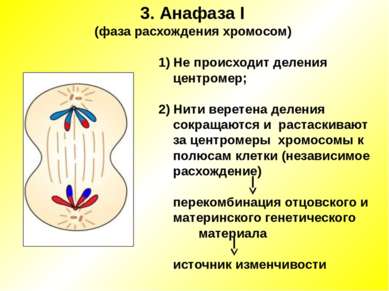 3. Анафаза I (фаза расхождения хромосом) 1) Не происходит деления центромер; ...