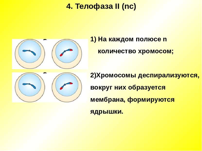 4. Телофаза II (nc) 1) На каждом полюсе n количество хромосом; 2)Хромосомы де...