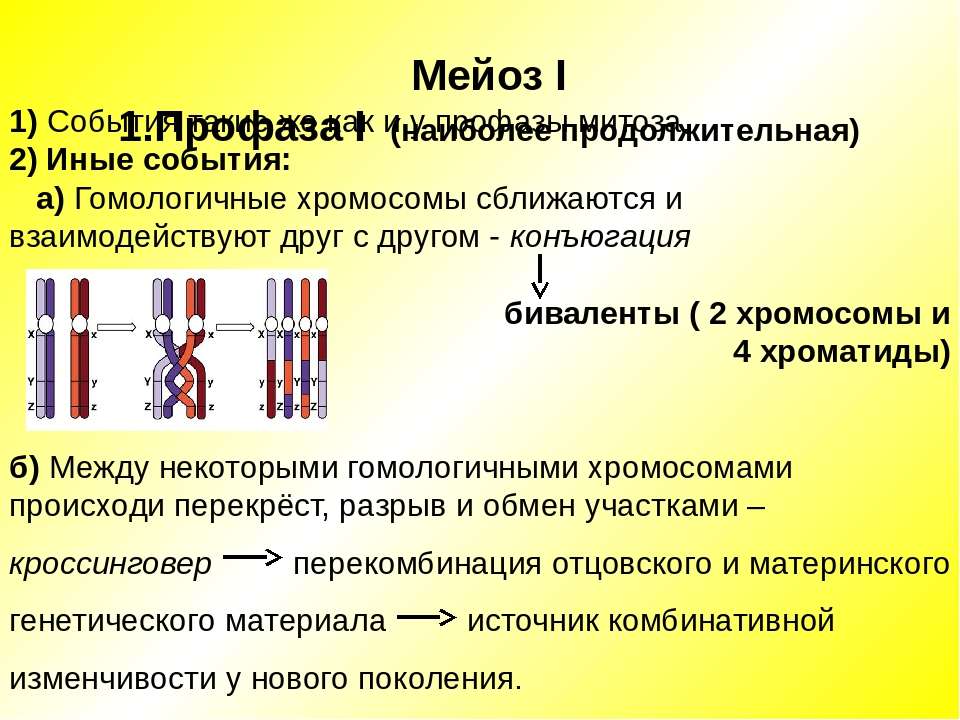 Конъюгация и кроссинговер в клетках животных происходят. Конъюгация хромосом профаза 1. Конъюгация гомологичных хромосом. Мейоз кроссинговер и конъюгация. Конъюгация гомологичных хромосом в мейозе.