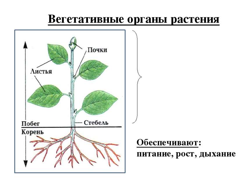 побег Вегетативные органы растения Обеспечивают: питание, рост, дыхание