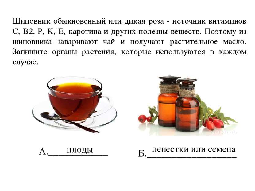 Шиповник обыкновенный или дикая роза - источник витаминов C, B2, P, K, E, кар...