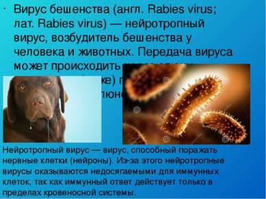 Вирус бешенства (англ. Rabies virus; лат. Rabies virus) — нейротропный вирус,...
