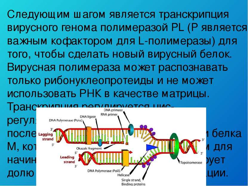 Следующим шагом является транскрипция вирусного генома полимеразой PL (P явля...