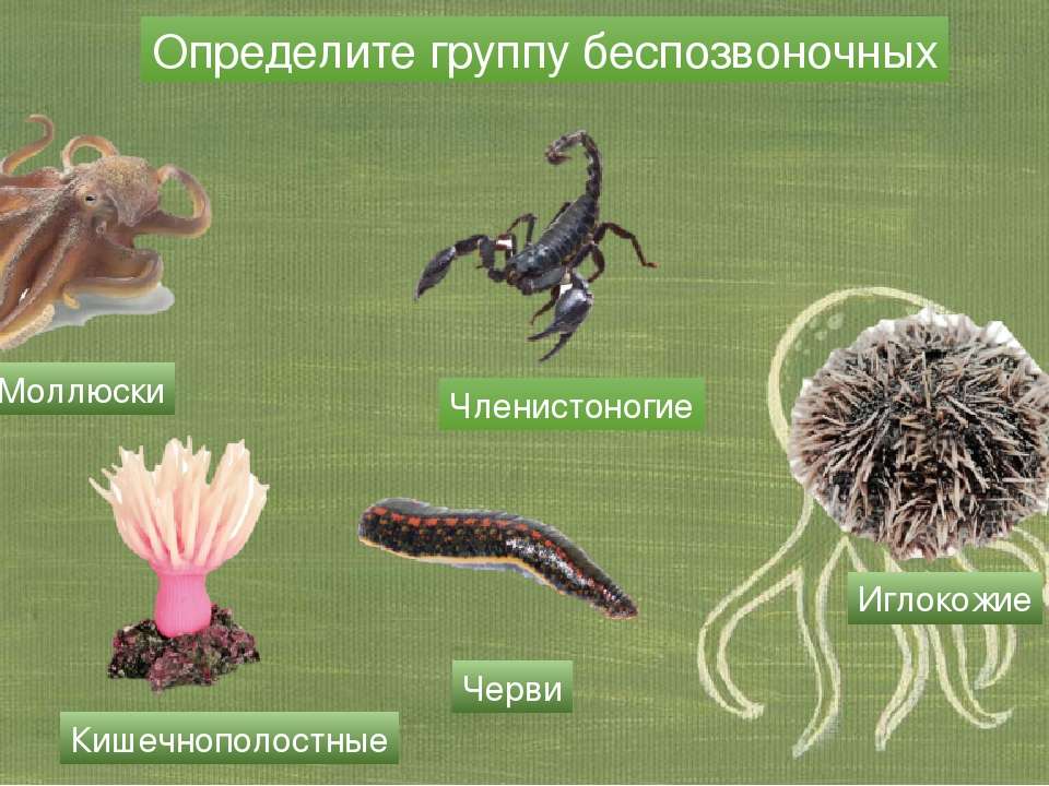 От каких животных произошли кольчатые черви моллюски. Простейшие Кишечнополостные черви моллюски Членистоногие. Беспозвоночные животные. Группы беспозвоночных животных. Членистоногие черви.