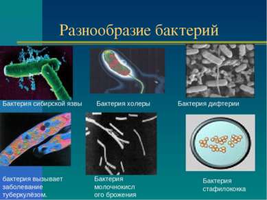 Разнообразие бактерий Бактерия сибирской язвы бактерия вызывает заболевание т...