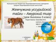 Амурский тигр &#8212; жемчужина уссурийской тайги