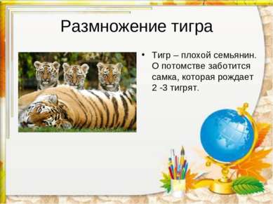 Размножение тигра Тигр – плохой семьянин. О потомстве заботится самка, котора...