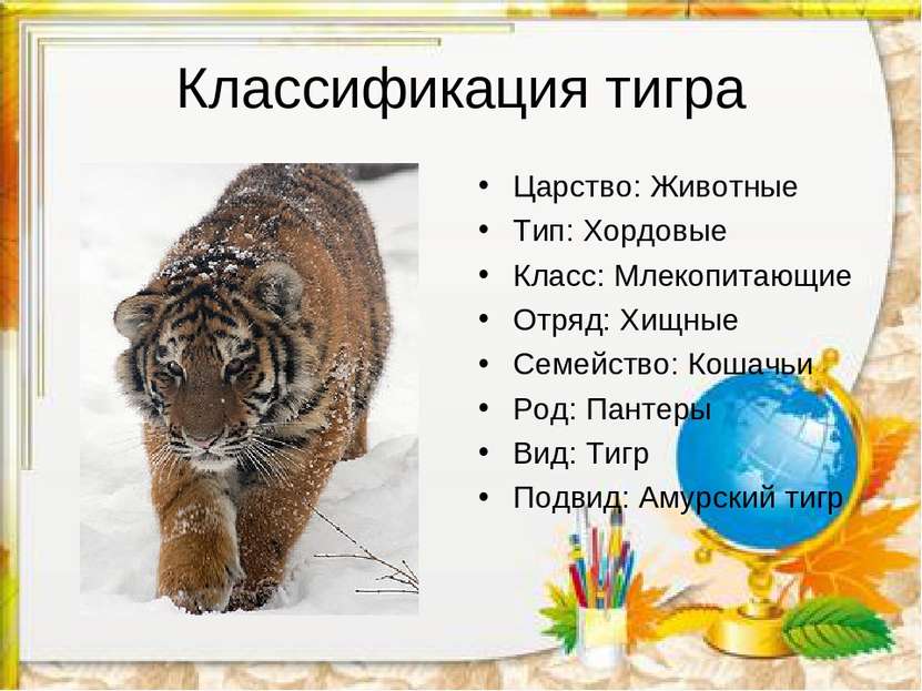 Классификация тигра Царство: Животные   Тип: Хордовые Класс: Млекопитающие От...