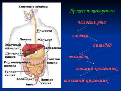 Процесс пищеварения: полость рта глотка пищевод желудок тонкий кишечник толст...