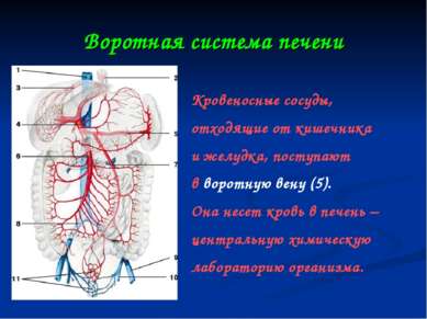 Воротная система печени Кровеносные сосуды, отходящие от кишечника и желудка,...