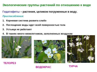Экологические группы растений по отношению к воде Гидатофиты – растения, цели...