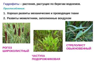 Гидрофиты – растения, растущие по берегам водоемов. Приспособления: Хорошо ра...