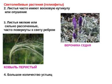 Светолюбивые растения (гелиофиты) 2. Листья часто имеют восковую кутикулу или...