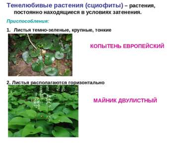 Тенелюбивые растения (сциофиты) – растения, постоянно находящиеся в условиях ...
