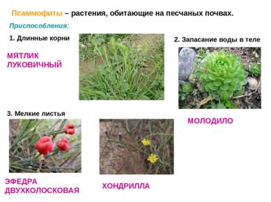 Псаммофиты – растения, обитающие на песчаных почвах. Приспособления: 1. Длинн...