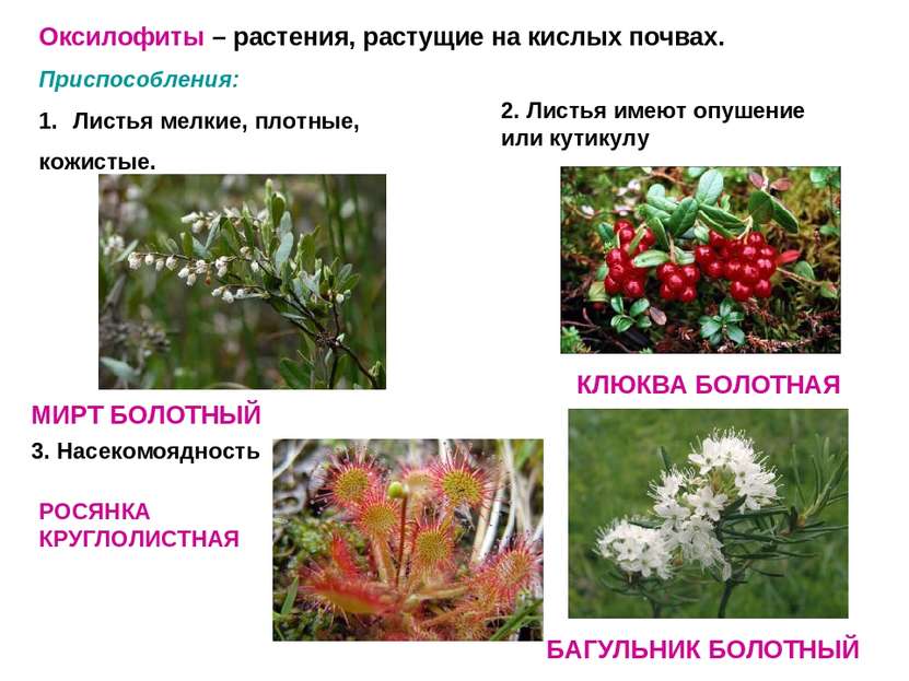 Оксилофиты – растения, растущие на кислых почвах. Приспособления: Листья мелк...