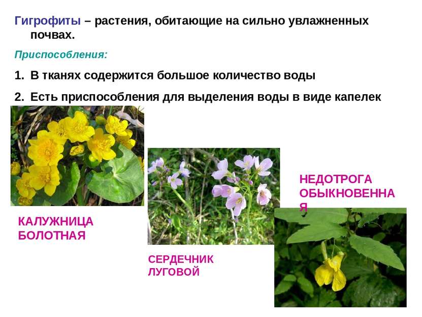 Гигрофиты – растения, обитающие на сильно увлажненных почвах. Приспособления:...