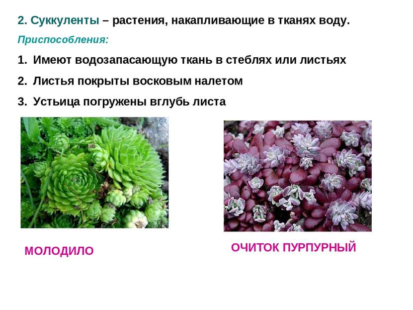 2. Суккуленты – растения, накапливающие в тканях воду. Приспособления: Имеют ...