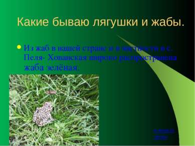 Зелёная жаба вырастает в длину до 14 см. Большую часть года проводит на суше ...