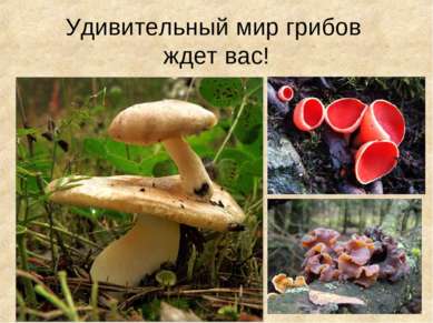 Удивительный мир грибов ждет вас!