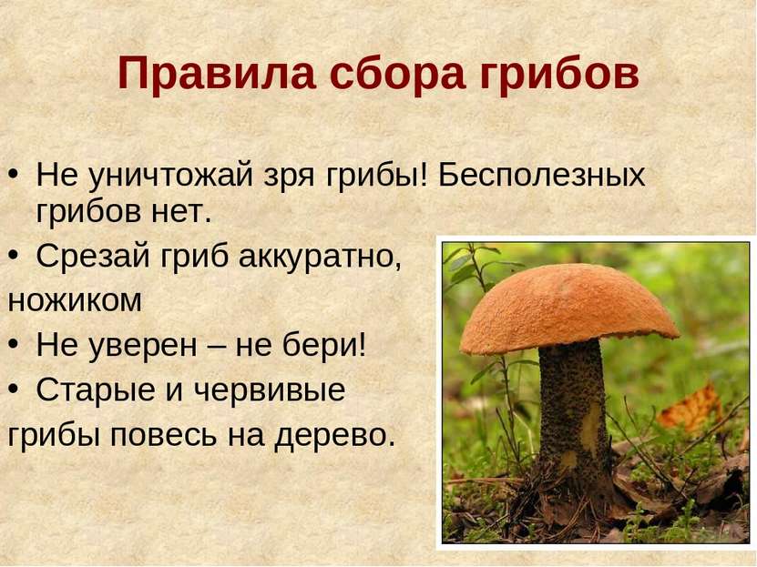 Правила сбора грибов Не уничтожай зря грибы! Бесполезных грибов нет. Срезай г...