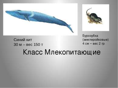 Класс Млекопитающие Синий кит 30 м – вес 150 т Бурозубка (землеройковые) 4 см...