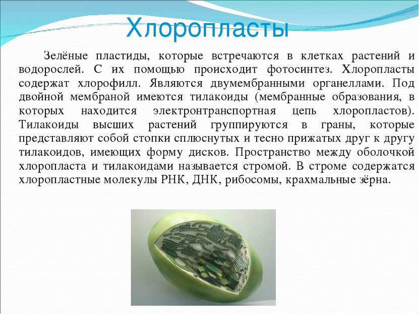 Хлоропласты Зелёные пластиды, которые встречаются в клетках растений и водоро...