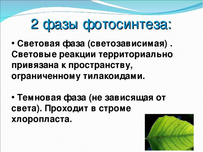 2 фазы фотосинтеза: Световая фаза (светозависимая) . Световые реакции террито...