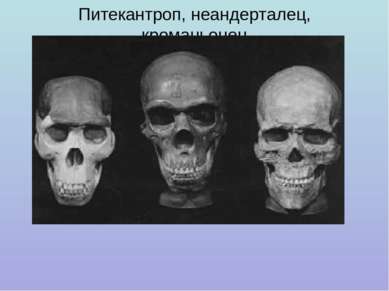 Питекантроп, неандерталец, кроманьонец