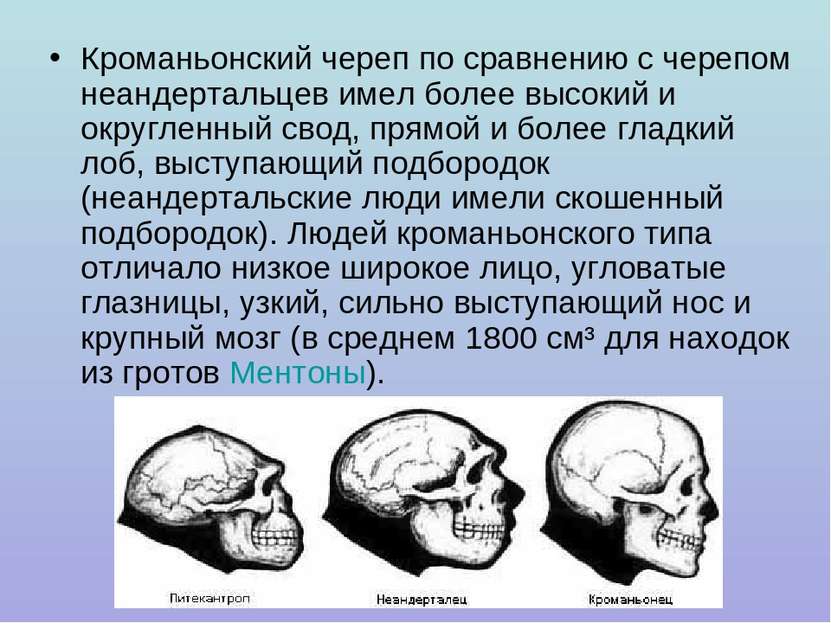 Кроманьонский череп по сравнению с черепом неандертальцев имел более высокий ...