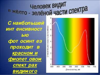 С наибольшей интенсивностью фотосинтез проходит в красном и фиолетовом спектр...
