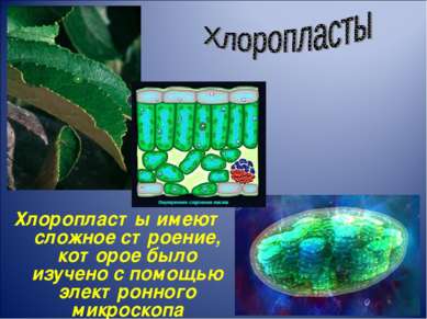 Хлоропласты имеют сложное строение, которое было изучено с помощью электронно...