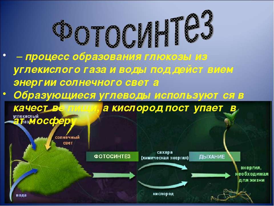 Образование глюкозы в зеленом растении. Образование Глюкозы в процессе фотосинтеза. Фотосинтез углекислый ГАЗ. Процесс фотосинтеза. Фотосинтез это простыми словами.