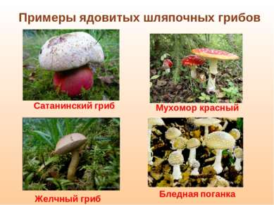 Сатанинский гриб Желчный гриб Мухомор красный Бледная поганка Примеры ядовиты...